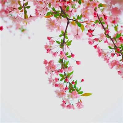 半岛app下载入口